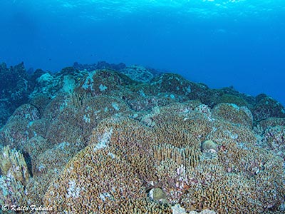 鹿児島県大島郡喜界町のNPO法人「喜界島サンゴ礁科学研究所 」様にゲストハウス３二段ベッドを納品いたしました。画像3